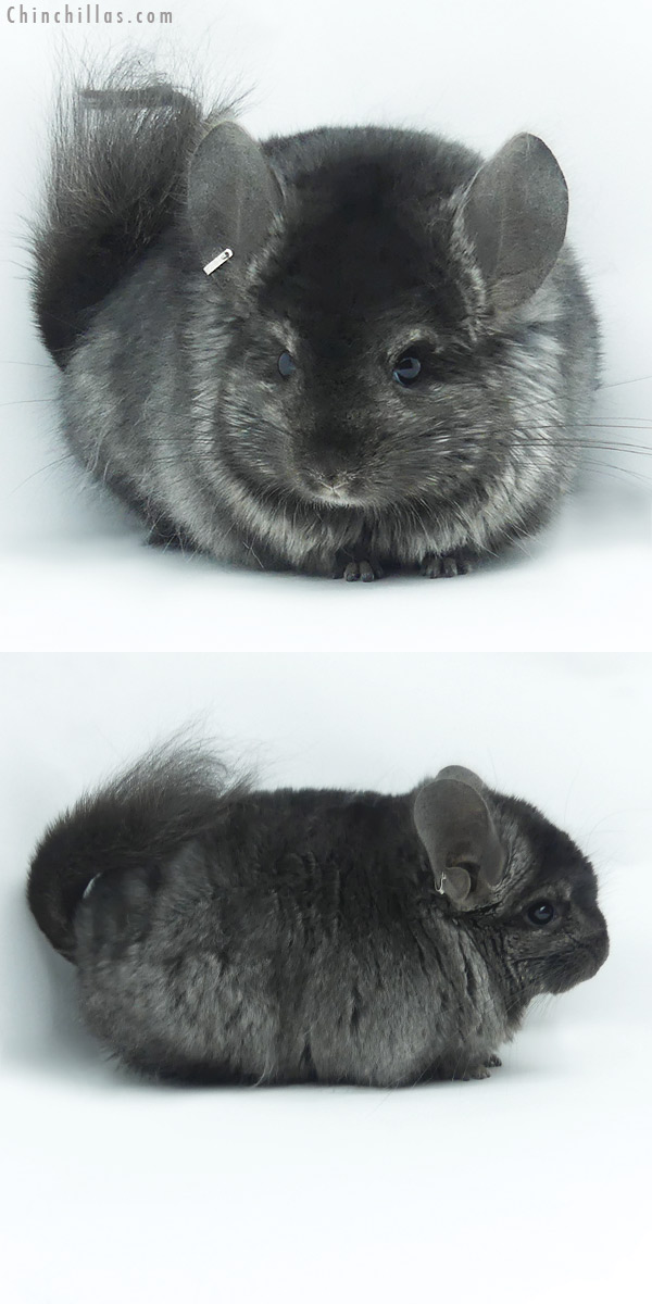 Chinchilla or related item offered for sale or export on Chinchillas.com - 20132 Ebony ( Locken Carrier )   Royal Persian Angora Male Chinchilla