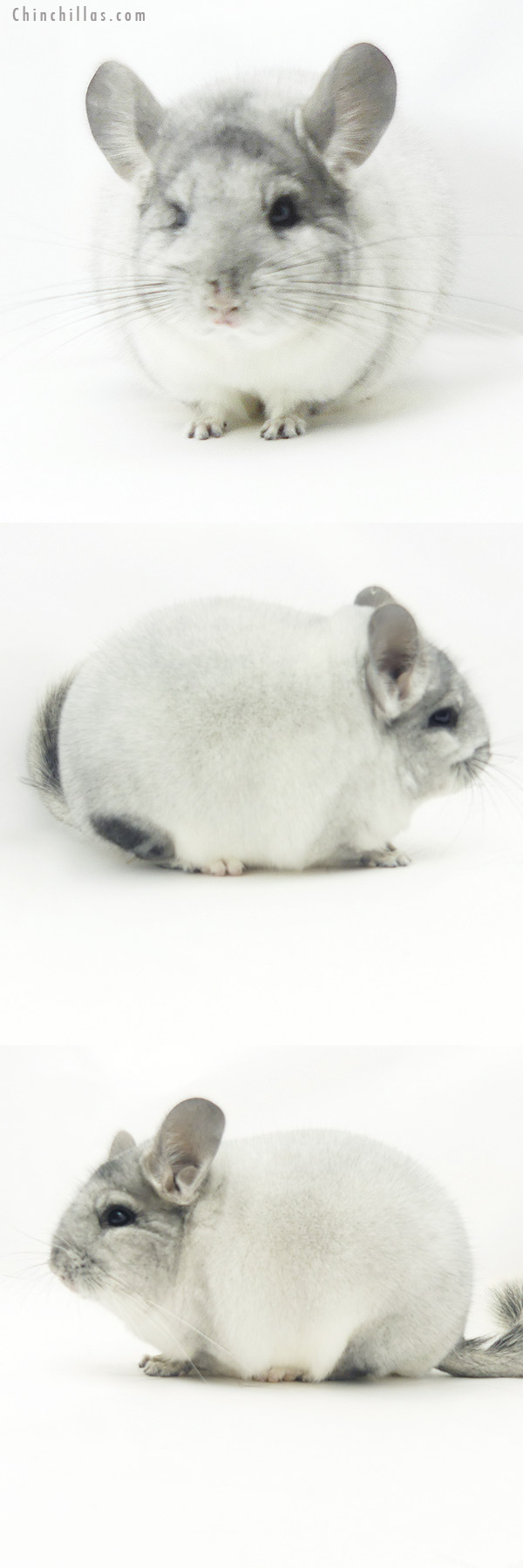 Chinchilla or related item offered for sale or export on Chinchillas.com - 20150 Blocky Premium Production Quality White Mosaic Female Chinchilla
