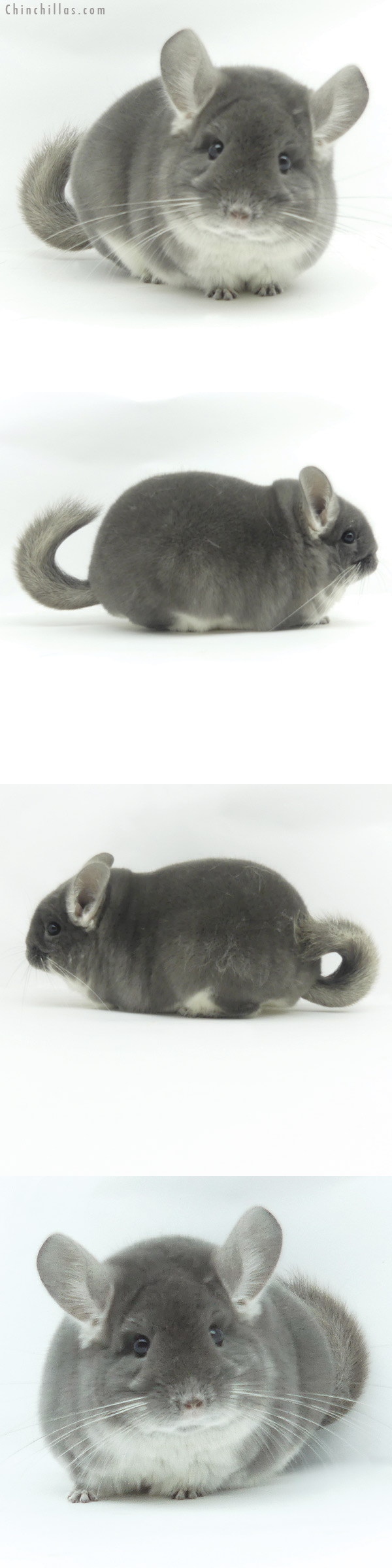 Chinchilla or related item offered for sale or export on Chinchillas.com - 20156 Premium Production Quality TOV Violet Female Chinchilla