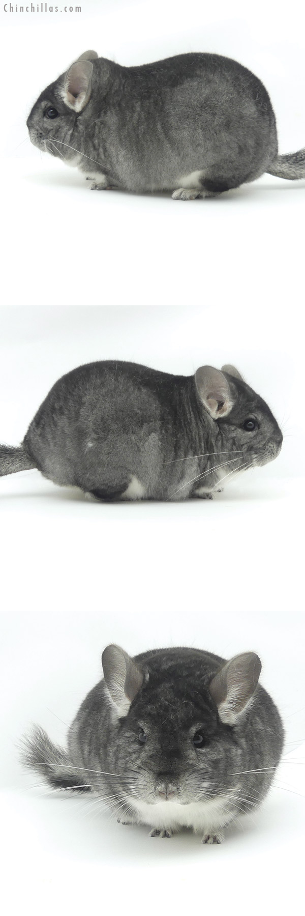 Chinchilla or related item offered for sale or export on Chinchillas.com - 20141 Blocky Premium Production Quality Standard Female Chinchilla