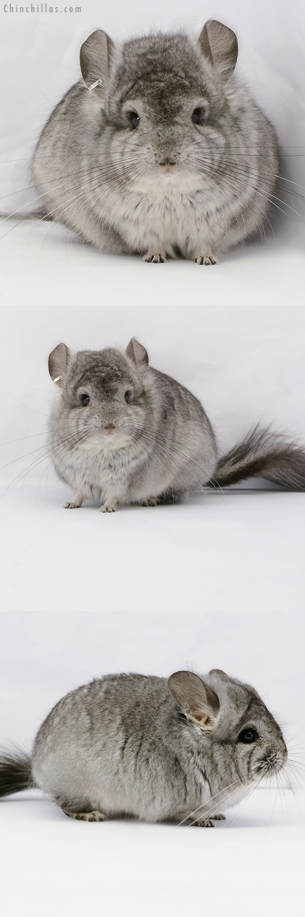 Chinchilla or related item offered for sale or export on Chinchillas.com - 20175 Standard ( Violet Carrier )  Royal Persian Angora Male Chinchilla