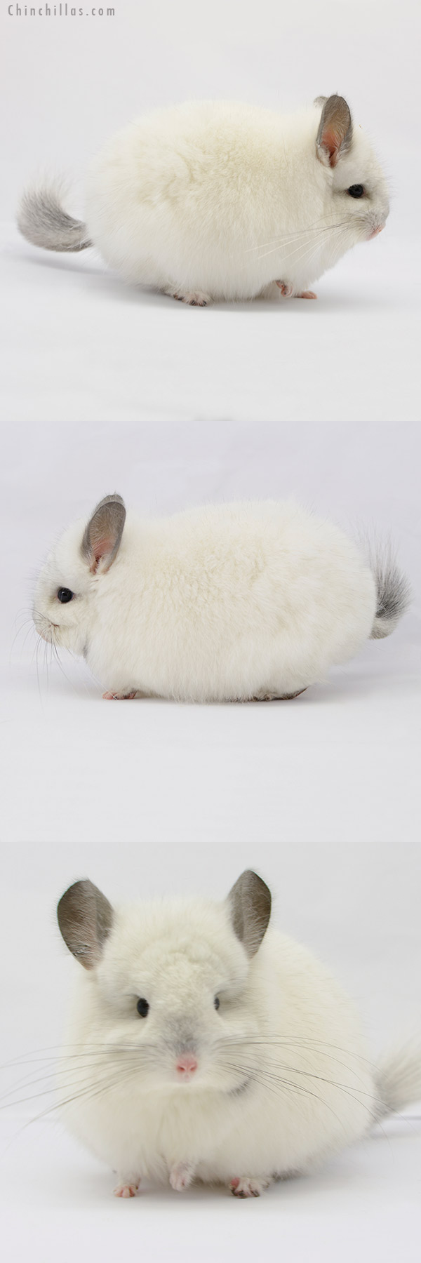 Chinchilla or related item offered for sale or export on Chinchillas.com - 20174 Predominantly White  Royal Persian Angora Male Chinchilla