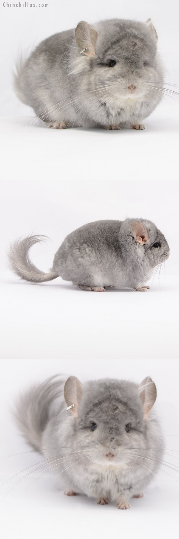 20185 Exceptional Sapphire  Royal Persian Angora Male Chinchilla