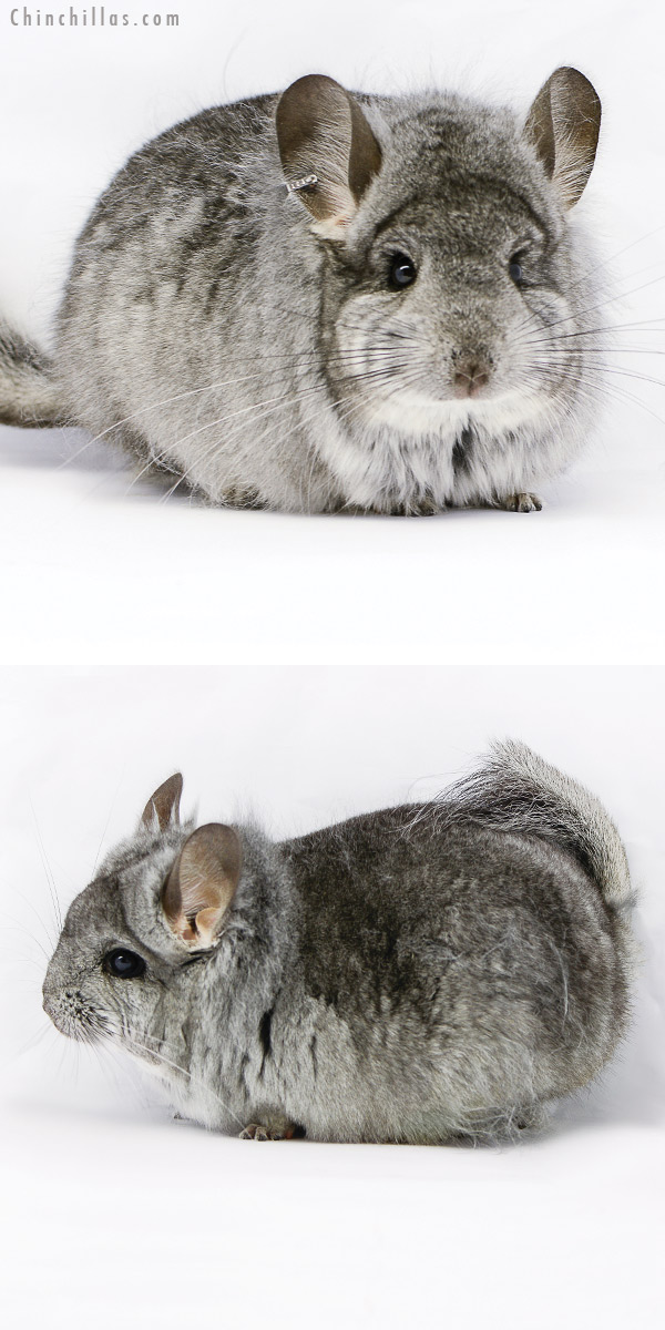 Chinchilla or related item offered for sale or export on Chinchillas.com - 20173 Standard  Royal Persian Angora Male Chinchilla