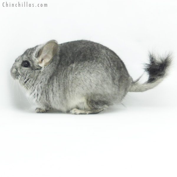 Chinchilla or related item offered for sale or export on Chinchillas.com - 20135 Standard  Royal Persian Angora Male Chinchilla