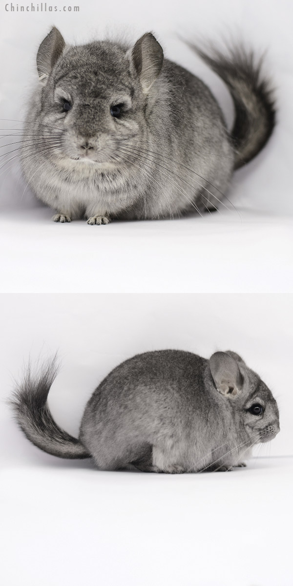 Chinchilla or related item offered for sale or export on Chinchillas.com - 20172 Standard ( Sapphire Carrier )  Royal Persian Angora Female Chinchilla