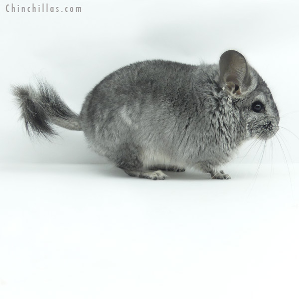 Chinchilla or related item offered for sale or export on Chinchillas.com - 20137 Standard ( Ebony & Locken Carrier )  Royal Persian Angora Male Chinchilla