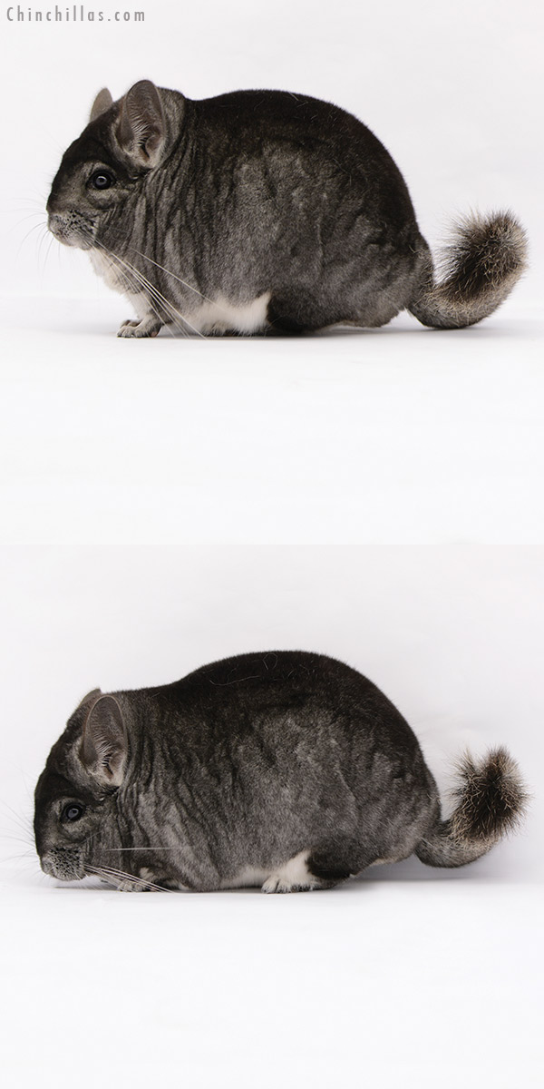 Chinchilla or related item offered for sale or export on Chinchillas.com - 20195 Large Blocky Premium Production Quality Standard Female Chinchilla