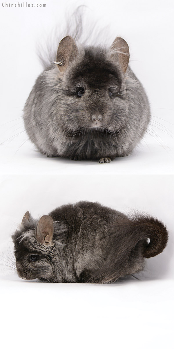 Chinchilla or related item offered for sale or export on Chinchillas.com - 20203 Ebony ( Locken Carrier )  Royal Persian Angora Male Chinchilla