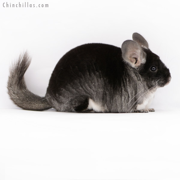 Chinchilla or related item offered for sale or export on Chinchillas.com - 20223 Large Herd Improvement Quality Black Velvet Female Chinchilla