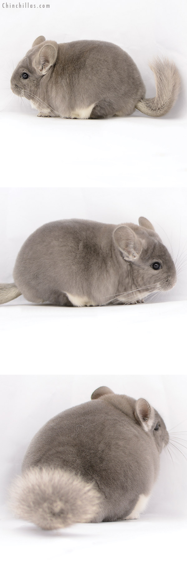 Chinchilla or related item offered for sale or export on Chinchillas.com - 20222 Extra Large Blocky Premium Production Quality Violet Female Chinchilla