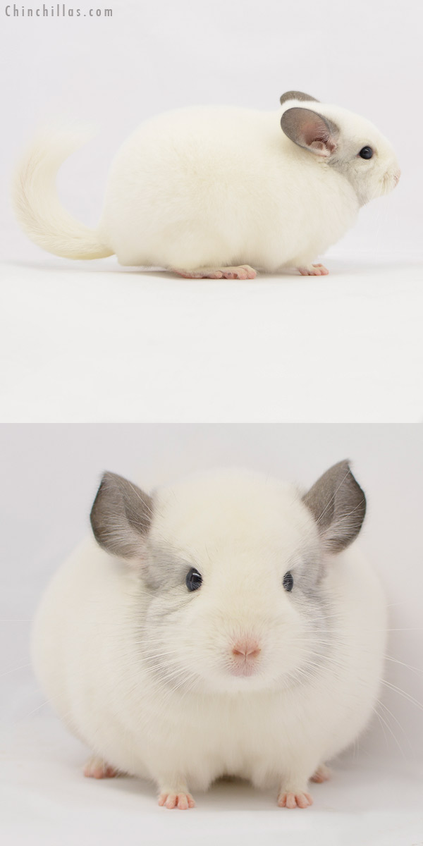 Chinchilla or related item offered for sale or export on Chinchillas.com - 20230 Herd Improvement Quality Predominantly White Male Chinchilla