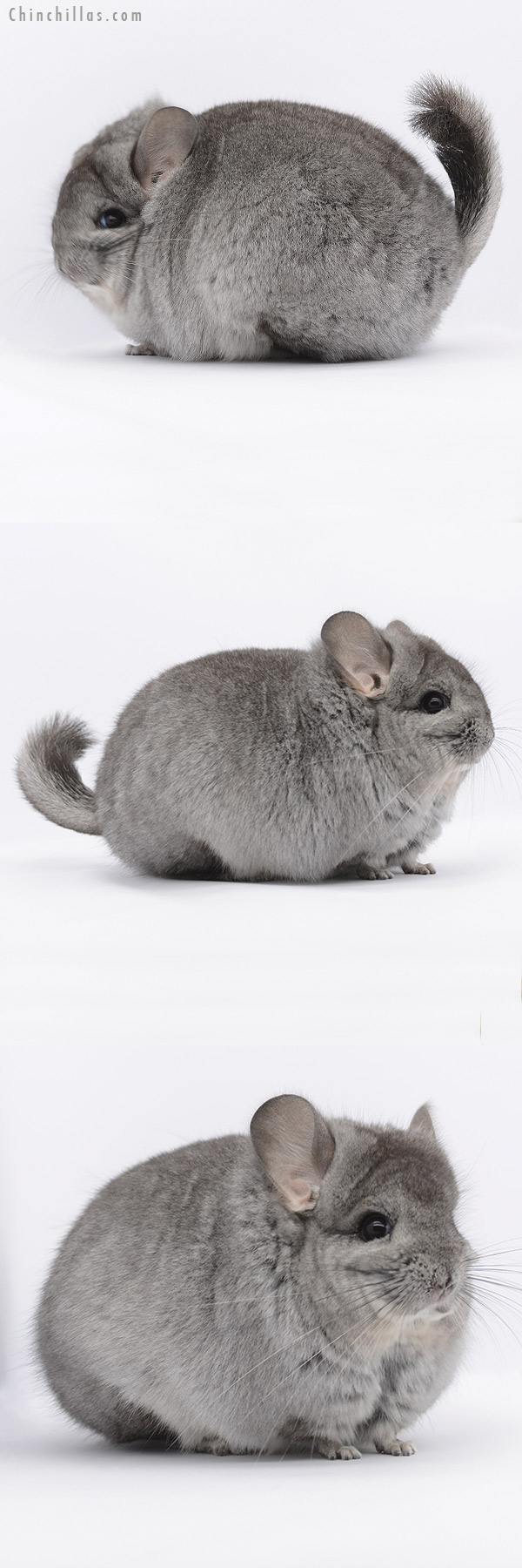 20270 Standard ( Ebony & Locken Carrier )  Royal Persian Angora Female Chinchilla