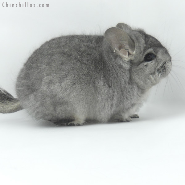 Chinchilla or related item offered for sale or export on Chinchillas.com - 19462 Blocky Standard ( Ebony & Locken Carrier )  Royal Persian Angora Male Chinchilla
