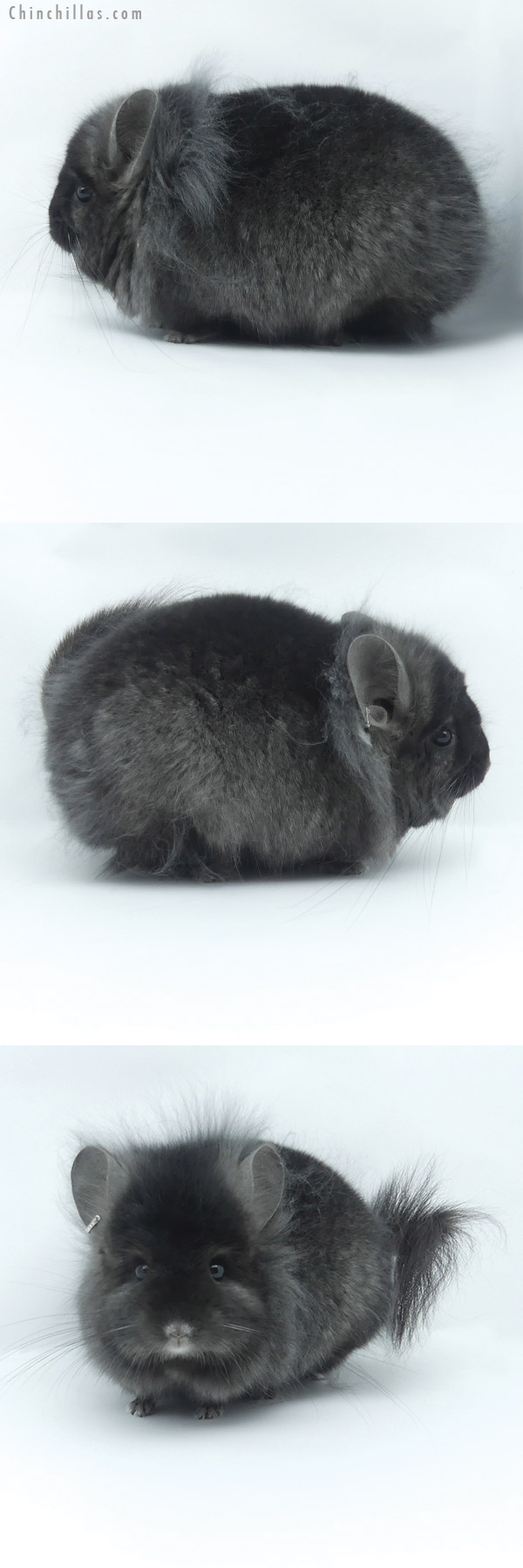 Chinchilla or related item offered for sale or export on Chinchillas.com - 20028 Exceptional Ebony G2  Royal Persian Angora Male Chinchilla