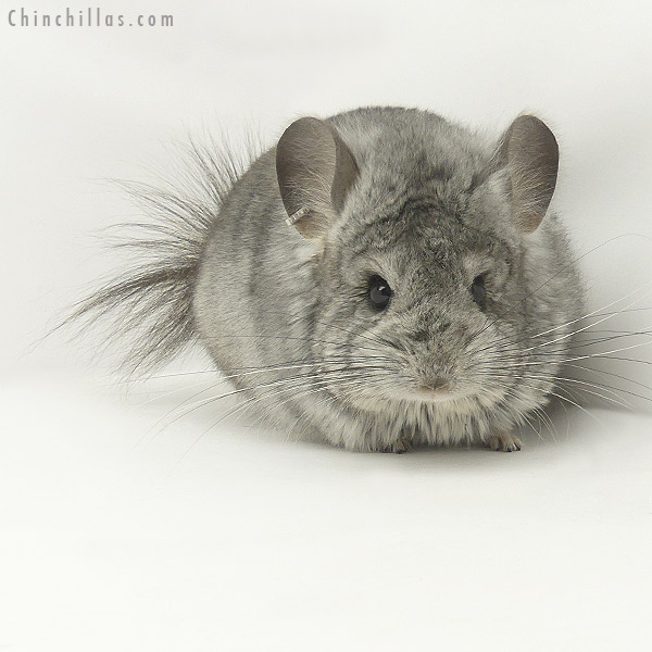 Chinchilla or related item offered for sale or export on Chinchillas.com - 20096 Standard ( Violet Carrier )  Royal Persian Angora Male Chinchilla
