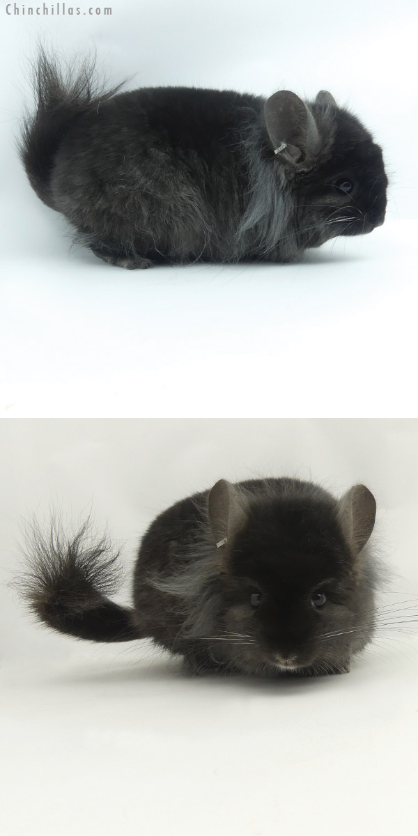 Chinchilla or related item offered for sale or export on Chinchillas.com - 20115 Ebony G2  Royal Persian Angora Male Chinchilla with Lion Mane