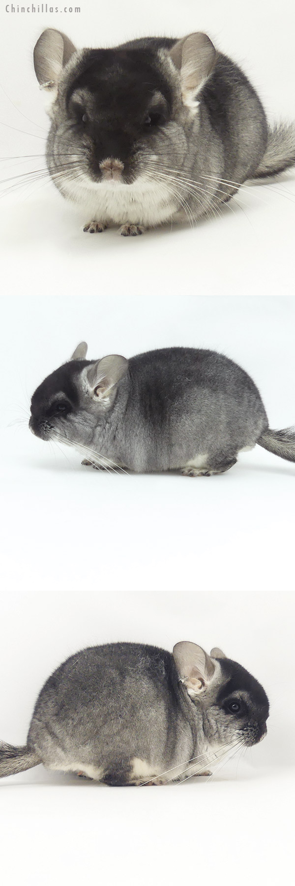 Chinchilla or related item offered for sale or export on Chinchillas.com - 20134 Black Velvet ( Violet & Royal Persian Angora Carrier ) Male Chinchilla
