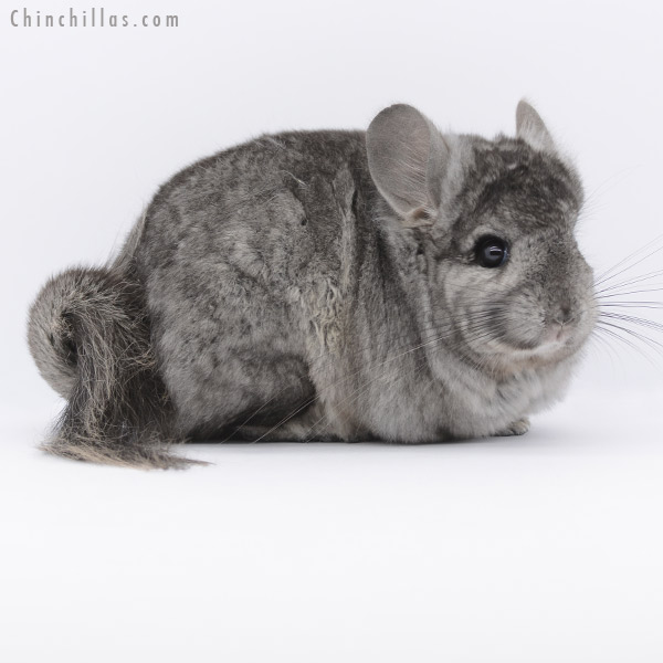 Chinchilla or related item offered for sale or export on Chinchillas.com - 20256 Ebony ( Locken Carrier )  Royal Persian Angora Female Chinchilla