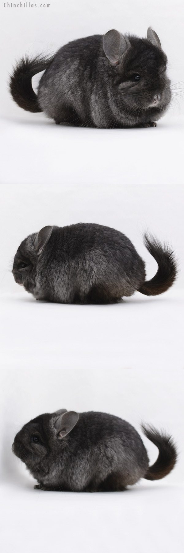 Chinchilla or related item offered for sale or export on Chinchillas.com - 20234 Ebony ( Locken Carrier )  Royal Persian Angora Male Chinchilla