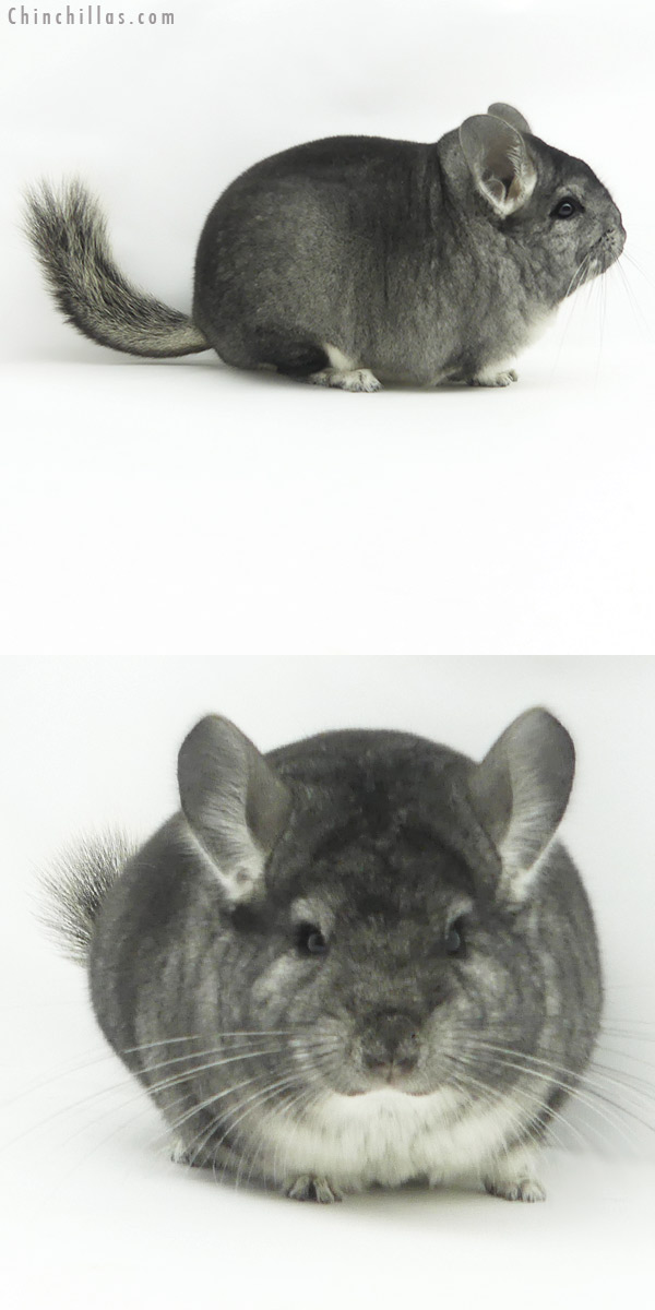 Chinchilla or related item offered for sale or export on Chinchillas.com - 20155 Blocky Premium Production Quality Standard Female Chinchilla