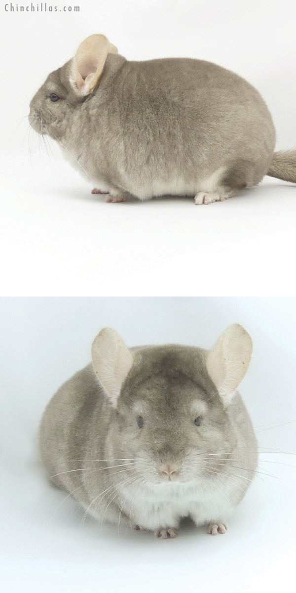 Chinchilla or related item offered for sale or export on Chinchillas.com - 19472 Large Blocky Premium Production Quality Beige Female Chinchilla