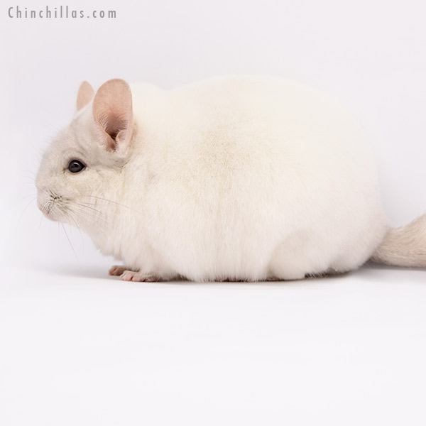 Chinchilla or related item offered for sale or export on Chinchillas.com - 20282 Premium Production Quality Pink White Female Chinchilla