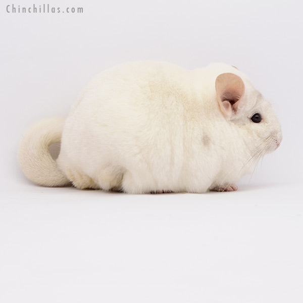 Chinchilla or related item offered for sale or export on Chinchillas.com - 20283 Show Quality Pink White Male Chinchilla