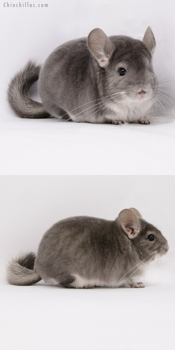 Chinchilla or related item offered for sale or export on Chinchillas.com - 20284 Show Quality Violet Male Chinchilla