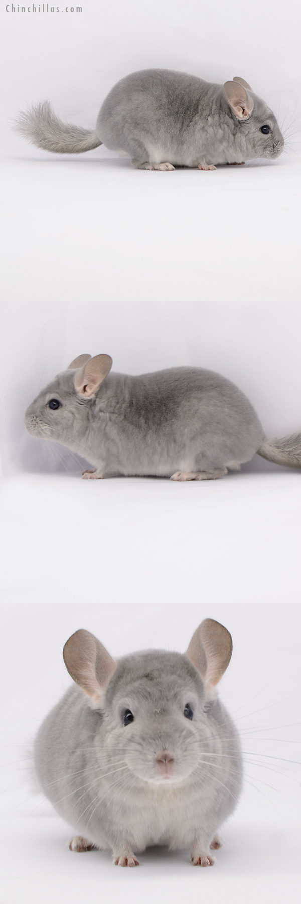 Chinchilla or related item offered for sale or export on Chinchillas.com - 20179 Top Show Quality Blue Diamond Male Chinchilla