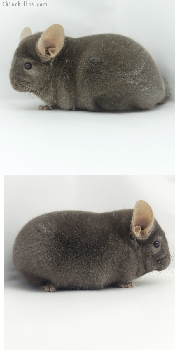 Chinchilla or related item offered for sale or export on Chinchillas.com - 20081 Top Show Quality Dark Tan Male Chinchilla