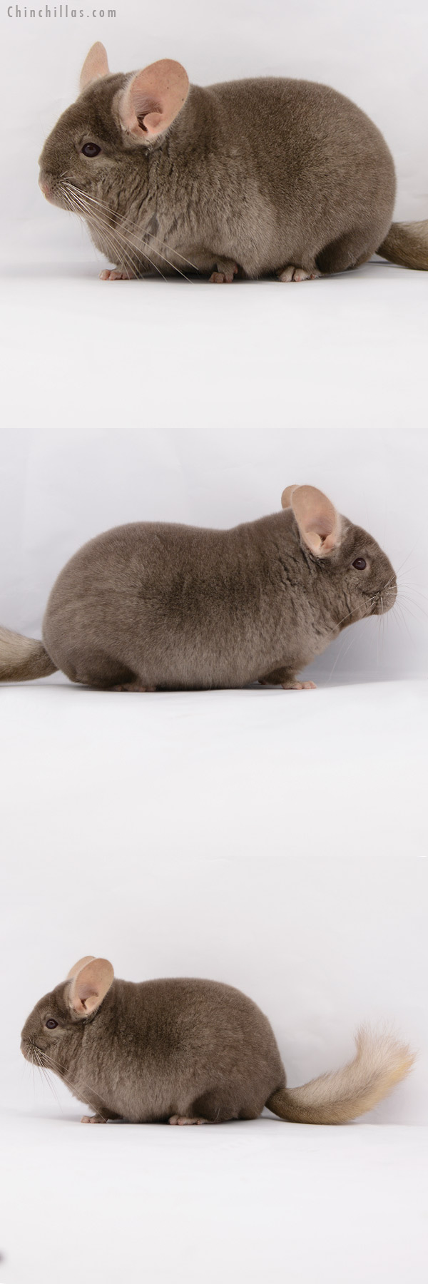 Chinchilla or related item offered for sale or export on Chinchillas.com - 20214 Large Blocky Premium Production Quality Tan Female Chinchilla