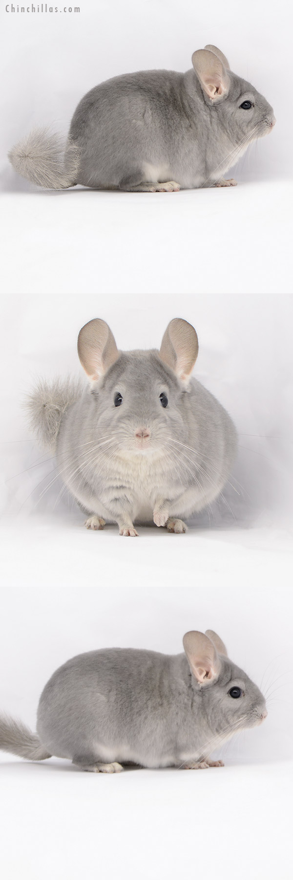 Chinchilla or related item offered for sale or export on Chinchillas.com - 20213 Premium Production Quality Blue Diamond Female Chinchilla