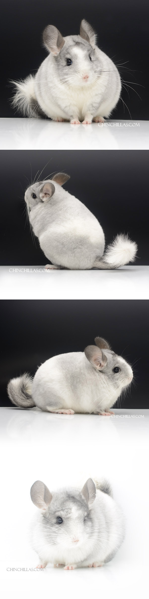 Chinchilla or related item offered for sale or export on Chinchillas.com - 23106 Show Quality White Mosaic Female Chinchilla