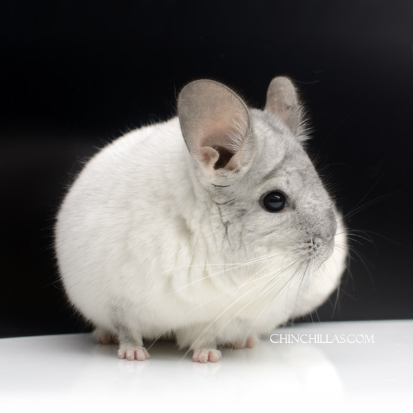 Chinchilla or related item offered for sale or export on Chinchillas.com - 23084 Large Intermediate Show Quality Ebony & White Mosaic Female Chinchilla