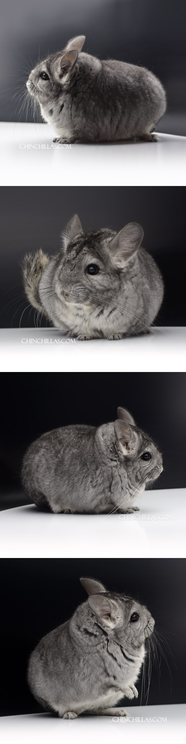 Chinchilla or related item offered for sale or export on Chinchillas.com - 000045 Large Blocky Standard (Royal Persian Angora Carrier) Female Chinchilla