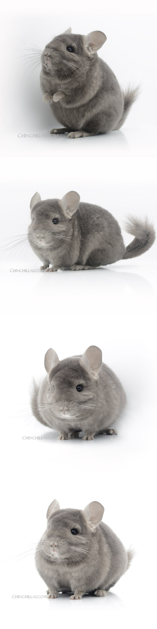 Chinchilla or related item offered for sale or export on Chinchillas.com - 23059 Show Quality Wrap-Around Violet Female Chinchilla