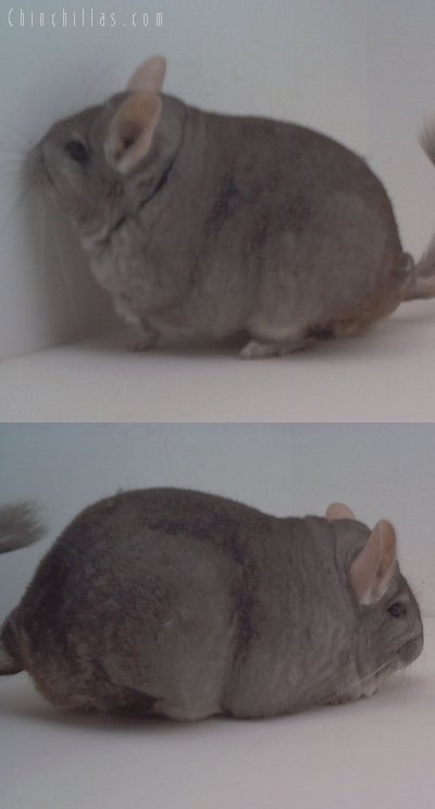1649 Extra Large Top Show Quality Beige Female Chinchilla