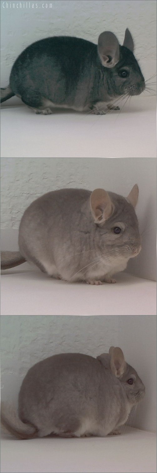 Lot 27 First Place Standard & Show Quality Beige Male Chinchilla