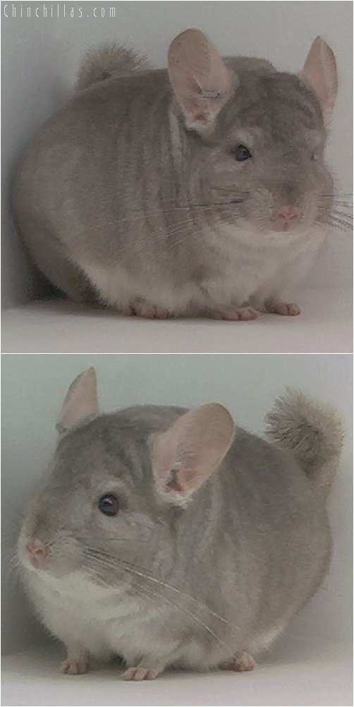 1967 1st Place Beige ( Violet Carrier ) Male Chinchilla