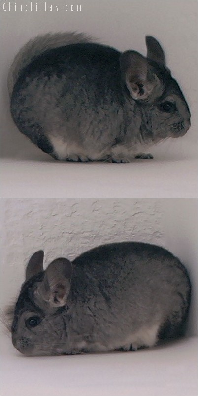 3130A Show Quality Standard ( Violet Carrier ) Female Chinchilla