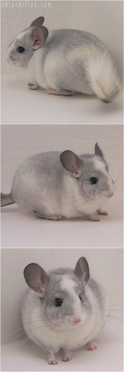 4292 Top Show Quality White Mosaic ( Sapphire Carrier ) Male Chinchilla
