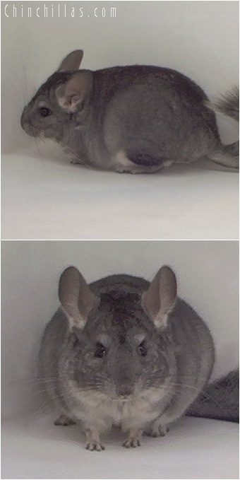 5007 Show Quality Standard ( Violet Carrier ) Female Chinchilla