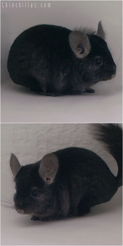 5125 Show Quality Ebony ( Violet Carrier ) Male Chinchilla