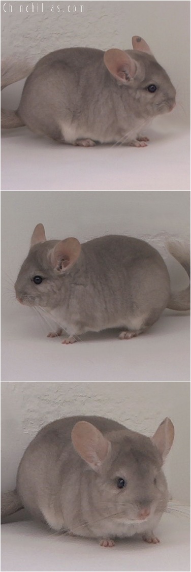 5143 Show Quality Beige ( Violet Carrier ) Female Chinchilla