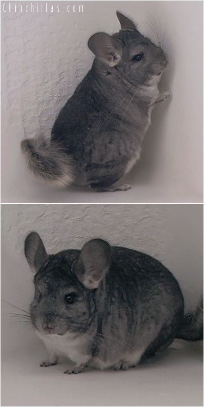 5223 Show Quality Standard ( Violet Carrier ) Female Chinchilla