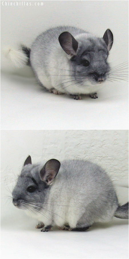 6003 Top Show Quality TOV White ( Violet Carrier ) Male Chinchilla