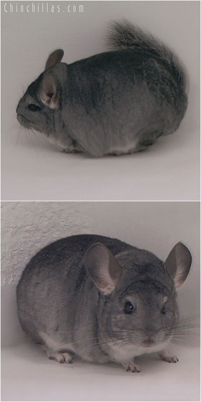 5251 Large Top Show Quality Standard ( Sapphire Carrier ) Male Chinchilla