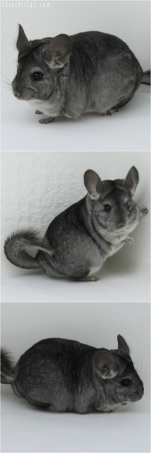 6160 Show Quality Standard ( Violet Carrier ) Female Chinchilla