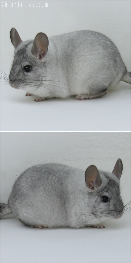 6128 Show Quality White Mosaic ( Sapphire Carrier ) Male Chinchilla